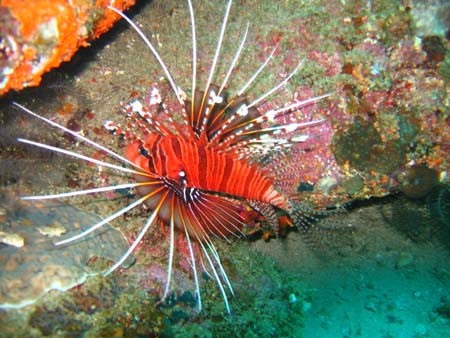 Autre petit pterois..... Tha�lande - Tourisme - 
